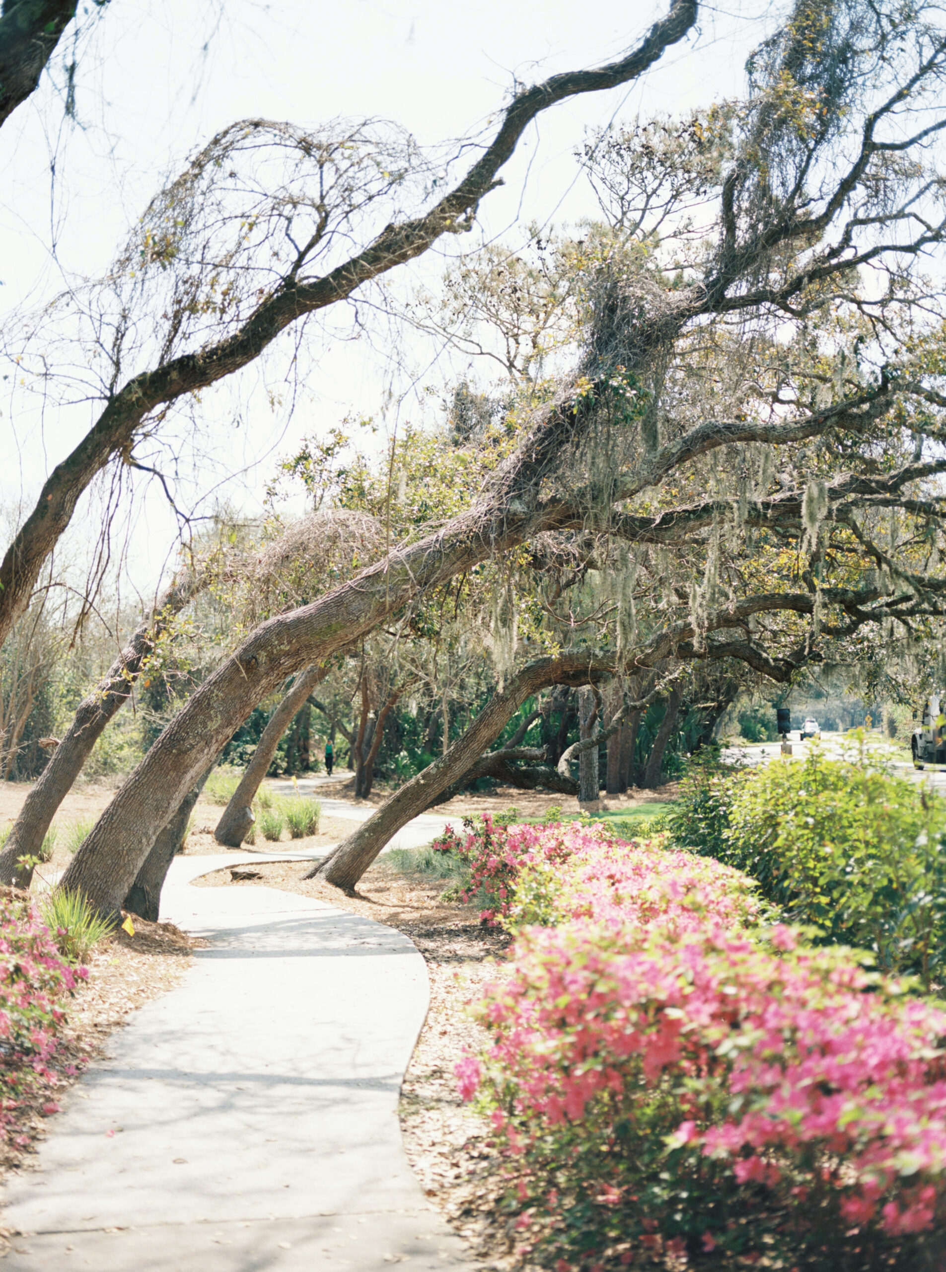 beautiful tree lined walkway with pink flowers