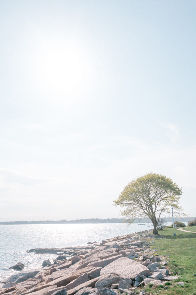 Coastal view at Branford House in Connecticut with a single tree and rocky shoreline bathed in sunlight